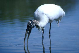 Wood Stork