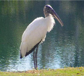 Wood Stork
