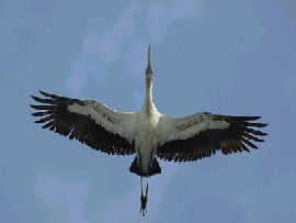 Wood Stork
