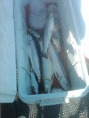 IMG00239-20100822-1617.jpg